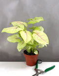 Syngonium Chiffon Allusion - Plant Proper - 4" Pot
