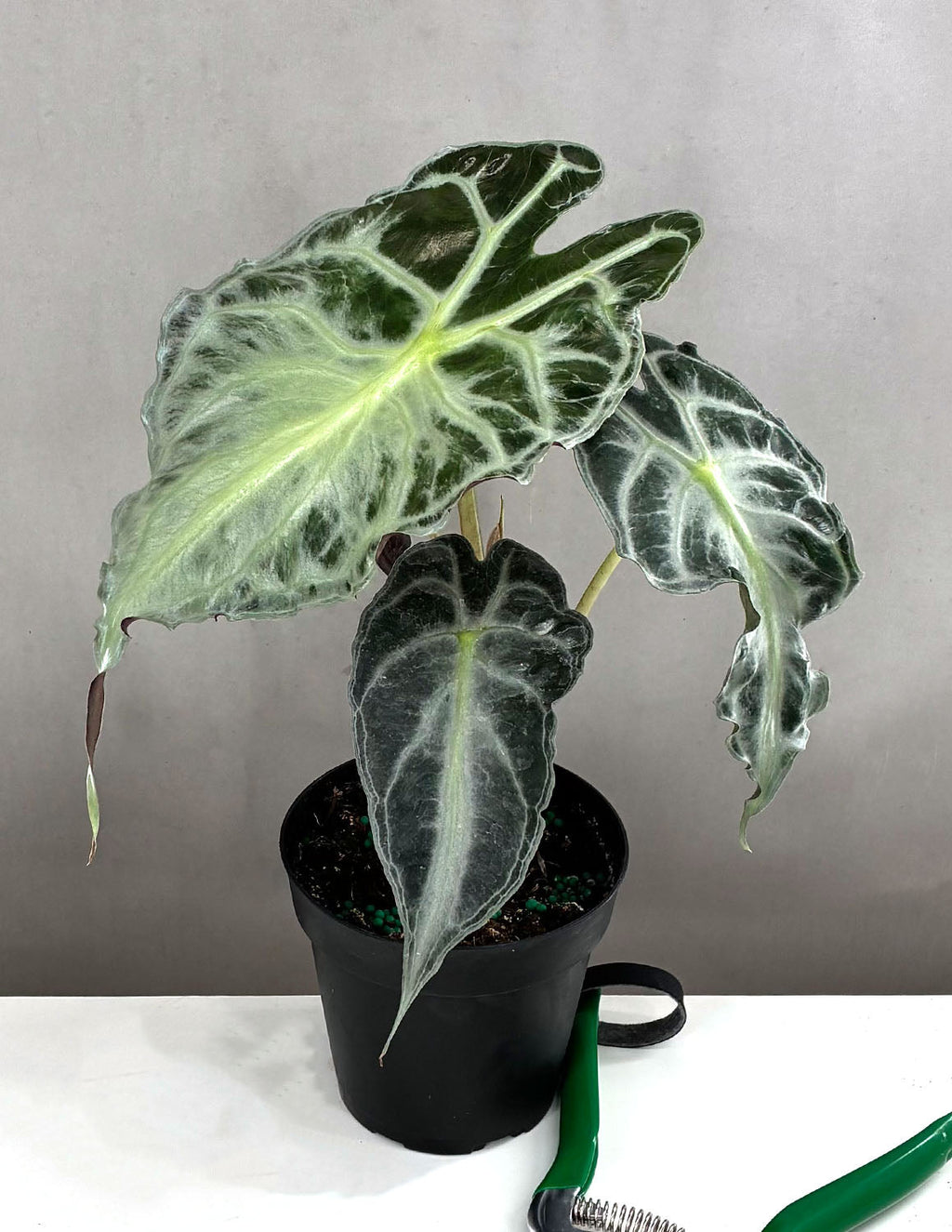 Alocasia Venom - Plant Proper - 4" Pot