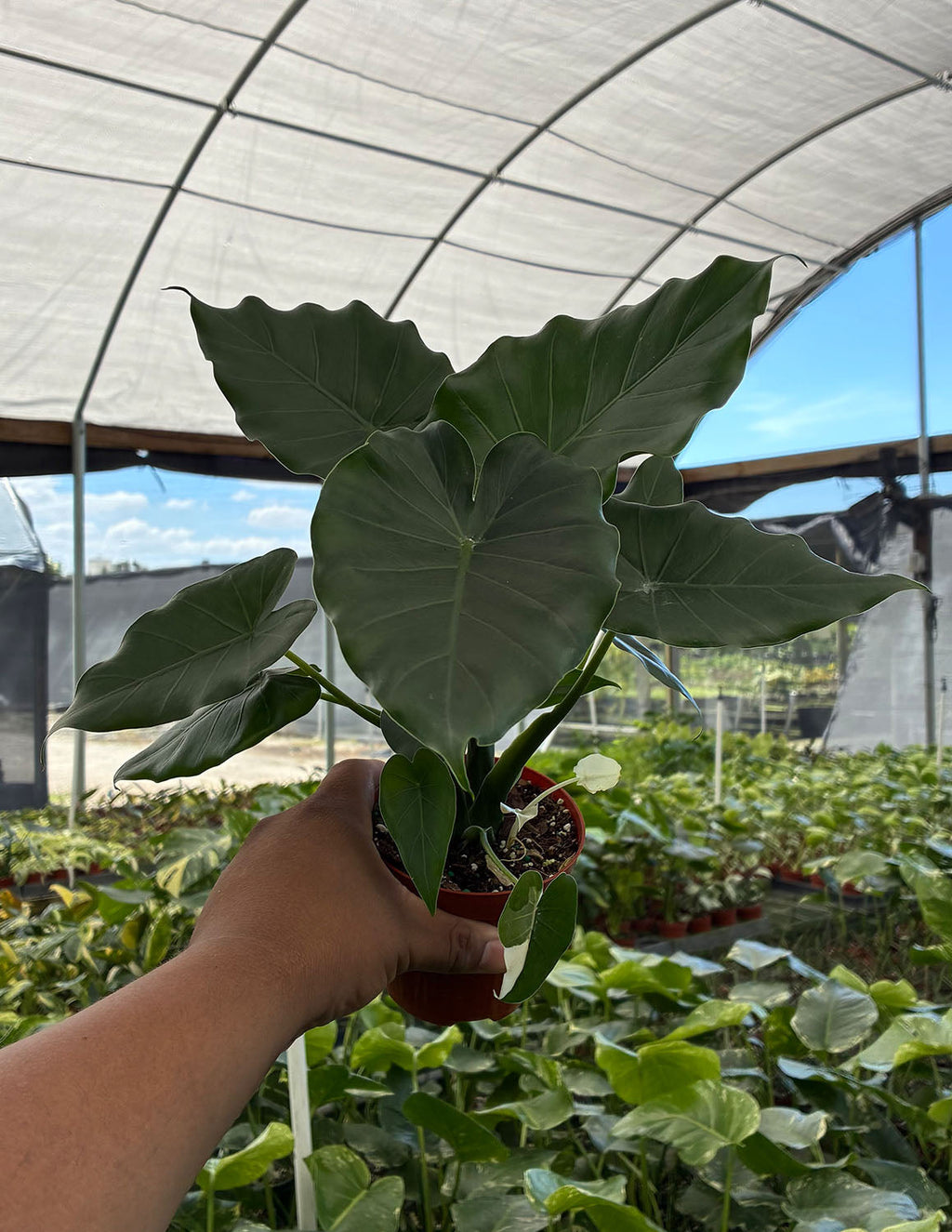 Alocasia Odora