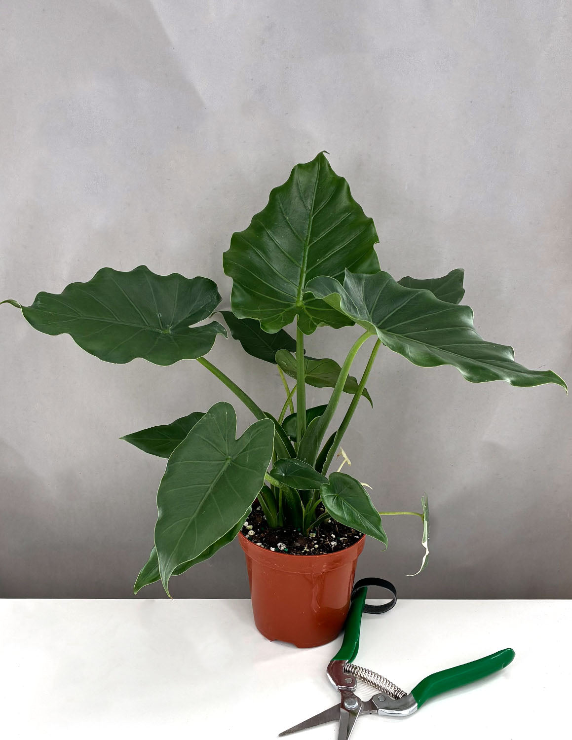Alocasia Odora - Plant Proper - 4" Pot