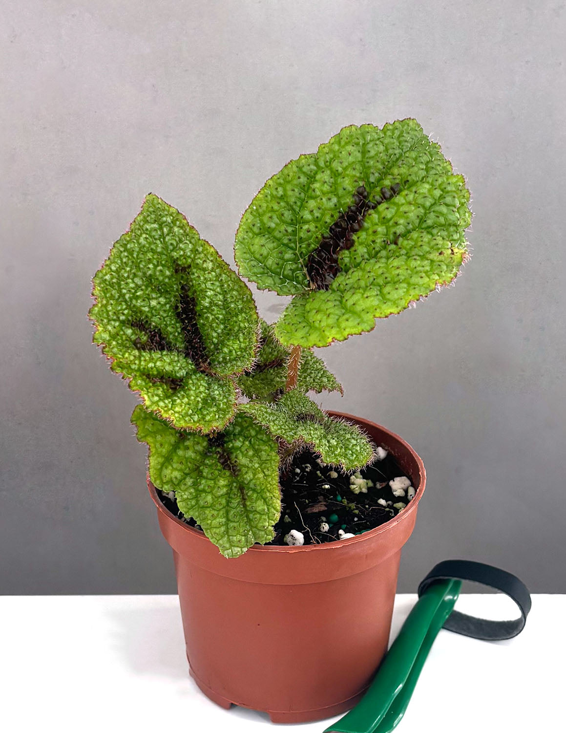 Begonia Masoniana Iron Cross - Plant Proper - 3.5" Pot