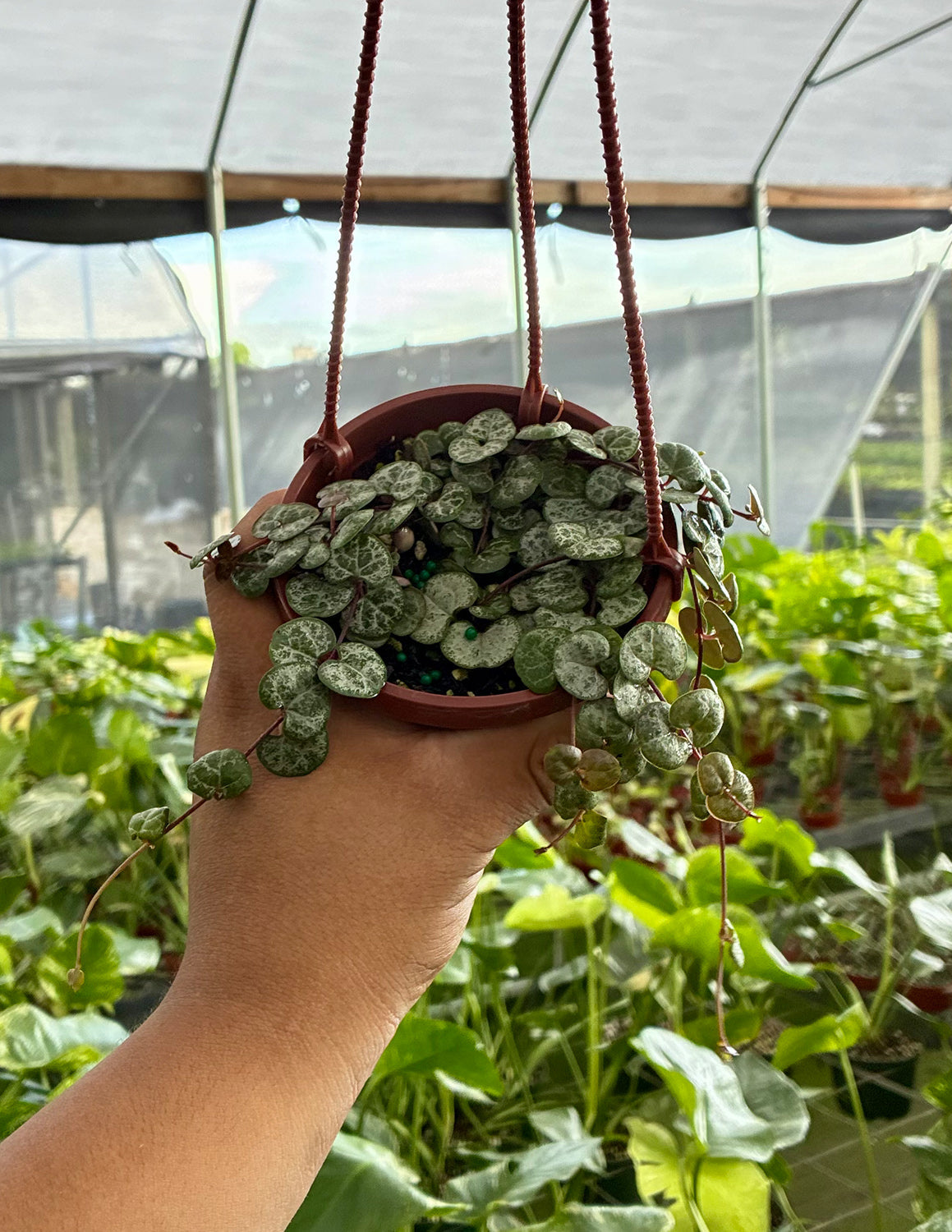 String of Hearts