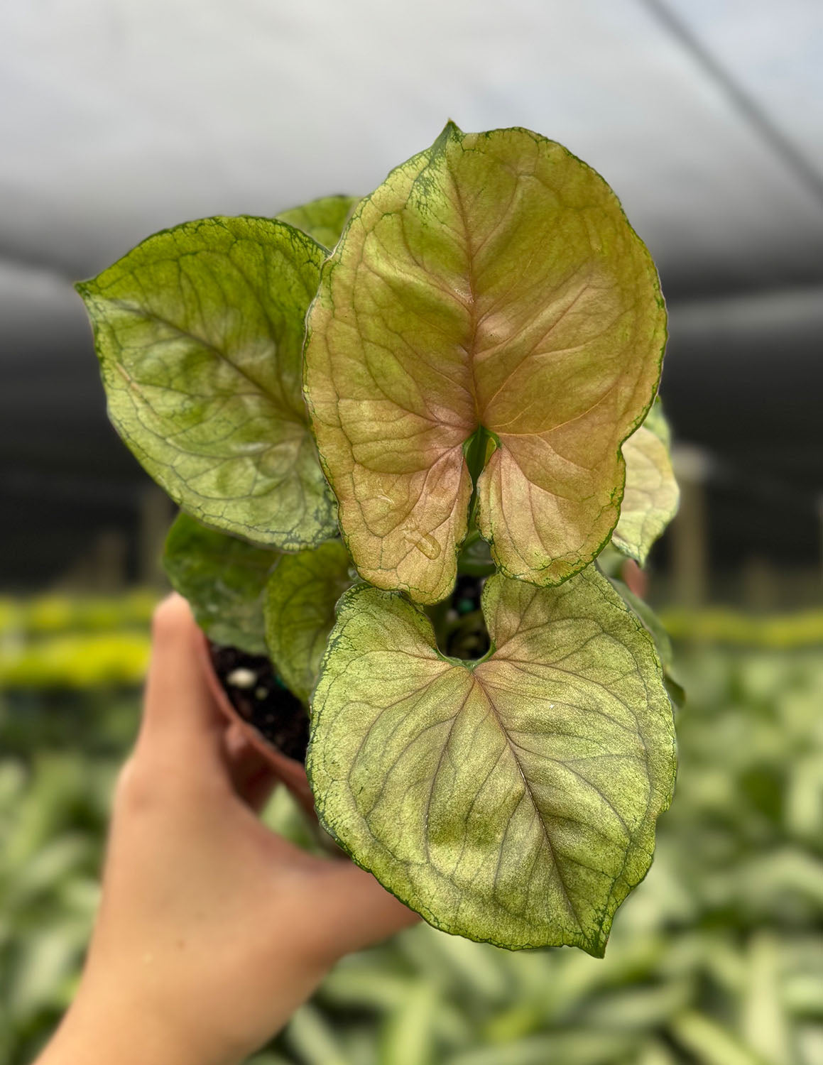 Syngonium Mango Allusion