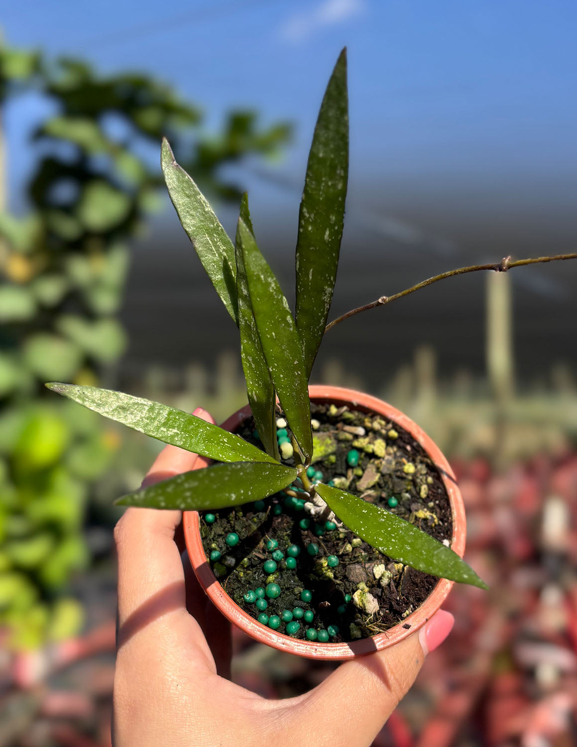 Hoya Tanggamus Bamboo