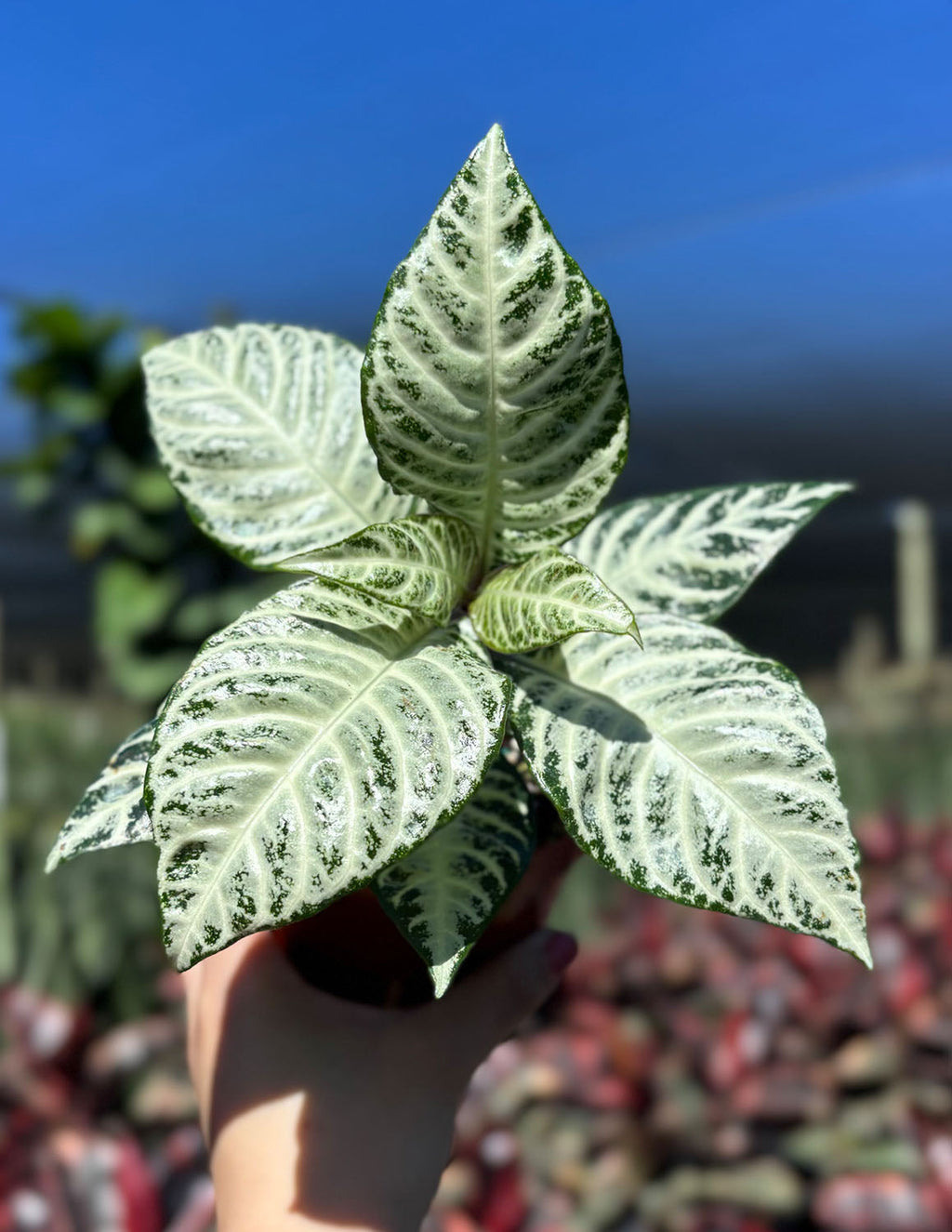 Zebra Plant Snow White