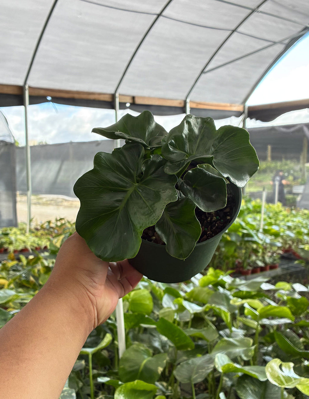 Philodendron Atom