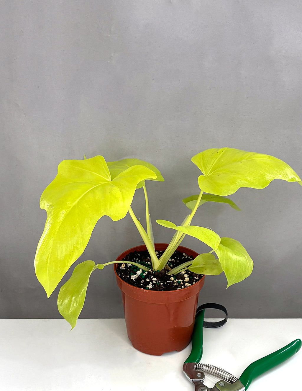 Plant Proper - Philodendron Warscewiczii Aurea - 4" Pot