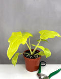 Plant Proper - Philodendron Warscewiczii Aurea - 4" Pot