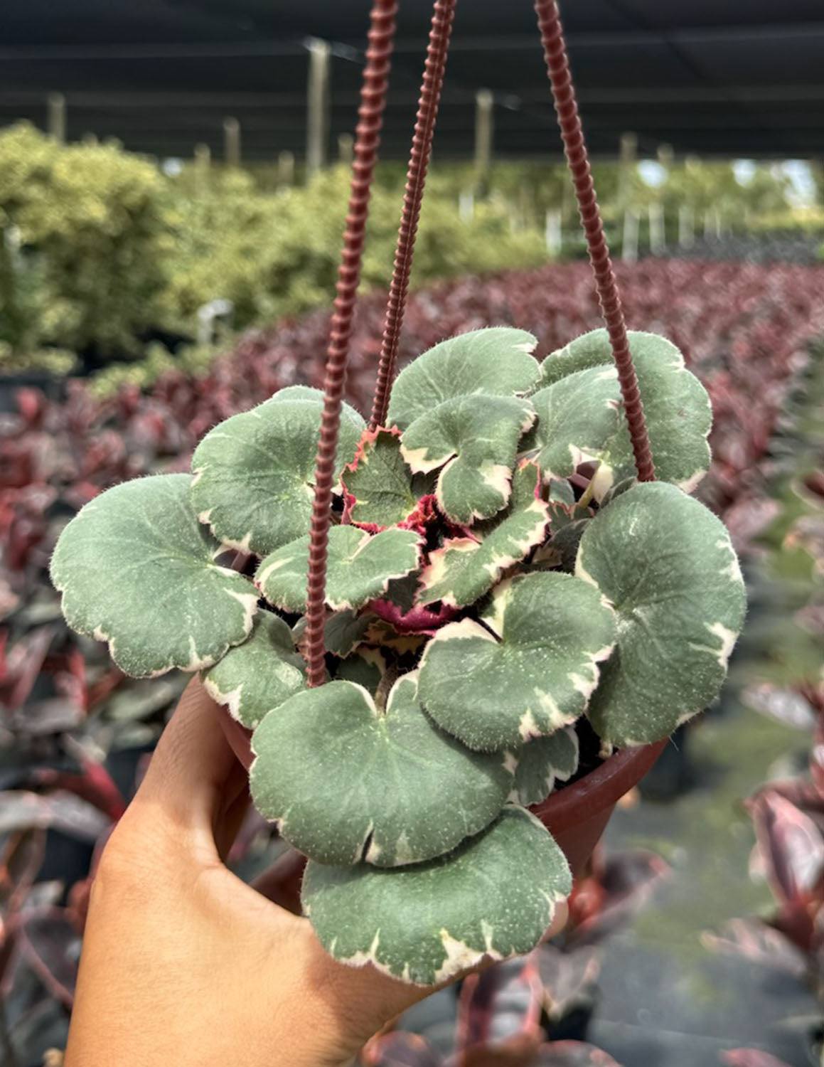 Strawberry Begonia