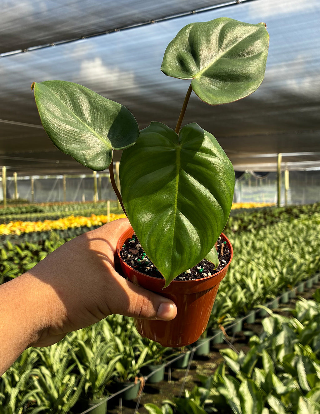 Philodendron Billienum