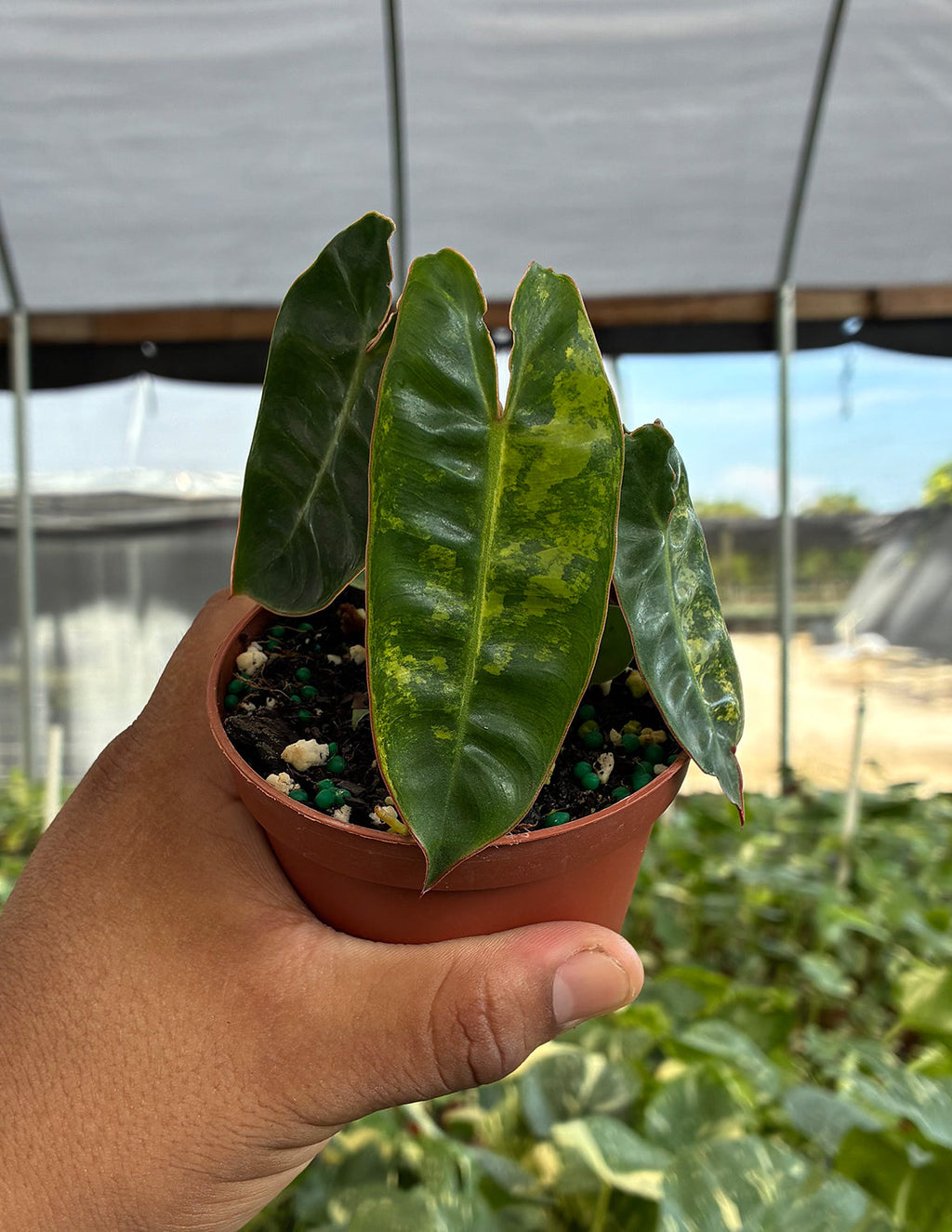 Philodendron Billietiae Variegated