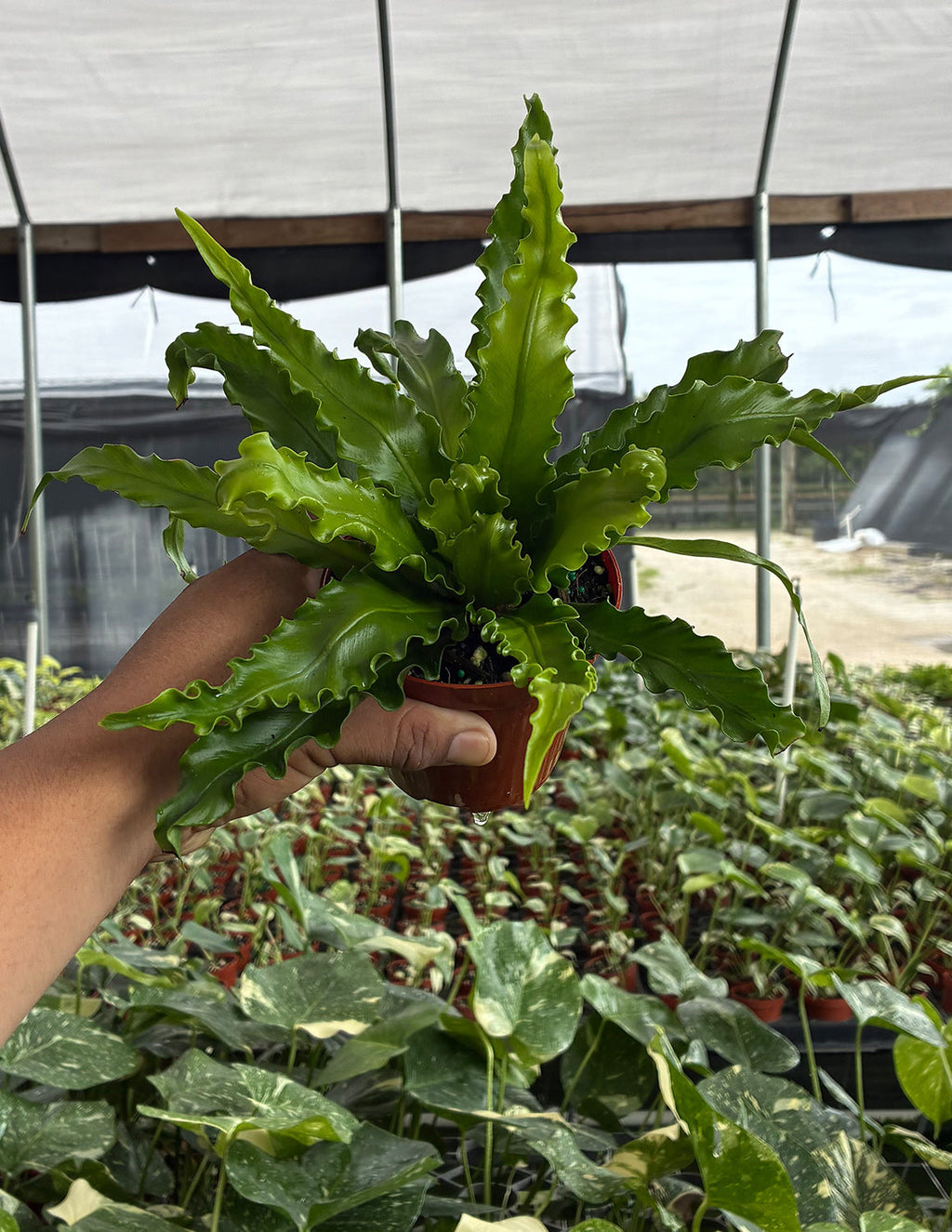 Bird's Nest Fern