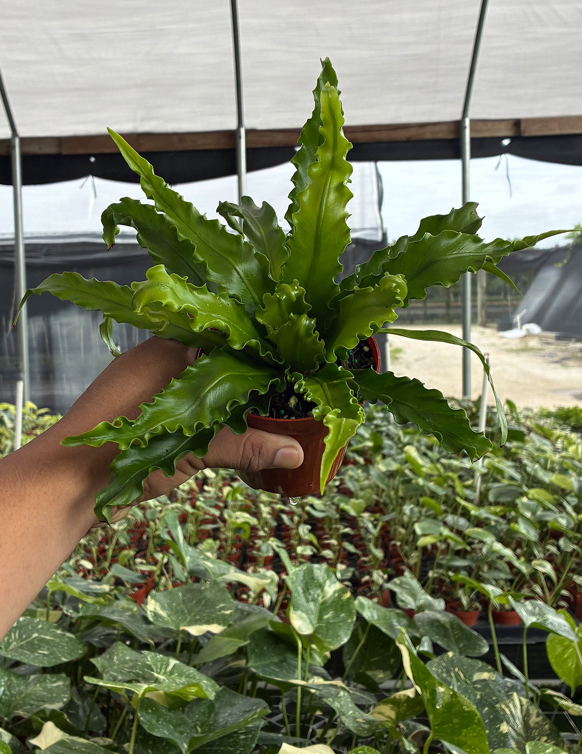 Bird's Nest Fern