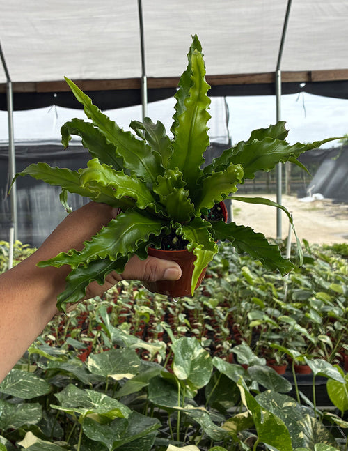 Bird's Nest Fern