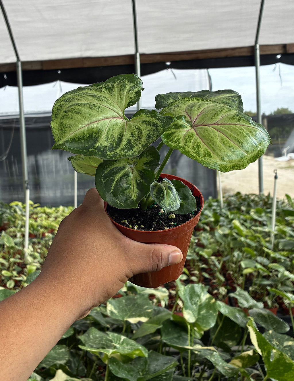 Syngonium Bob Allusion