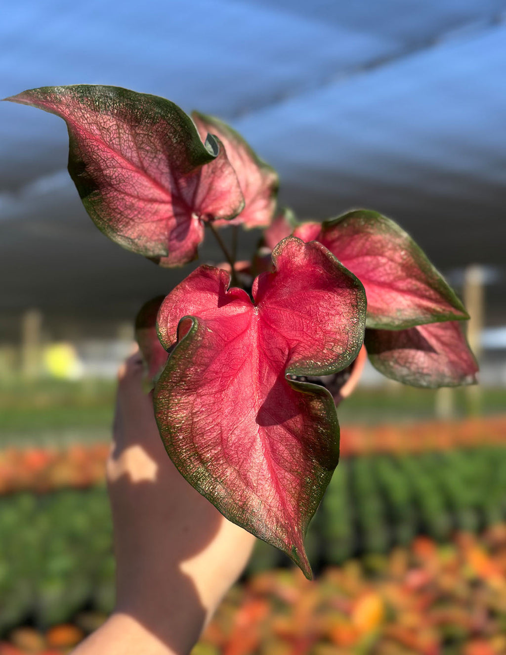 Caladium Fairytale Princess