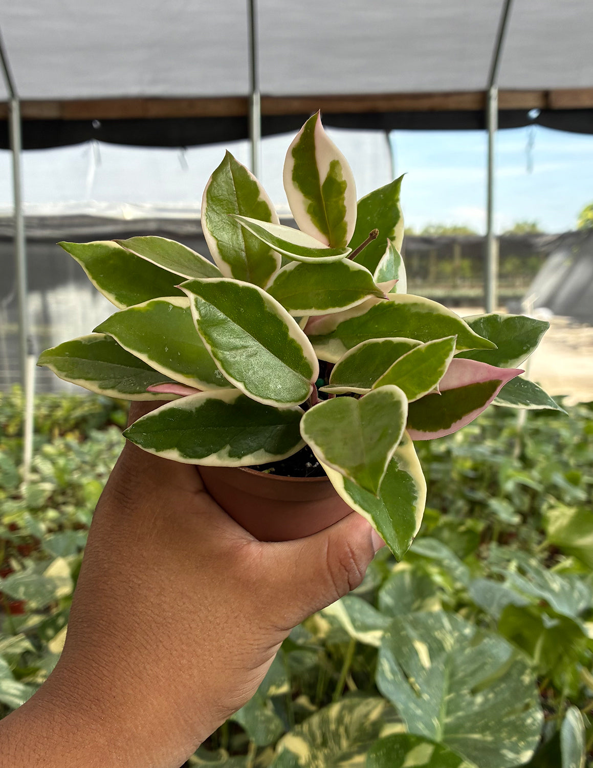Hoya Carnosa Flamingo Dream