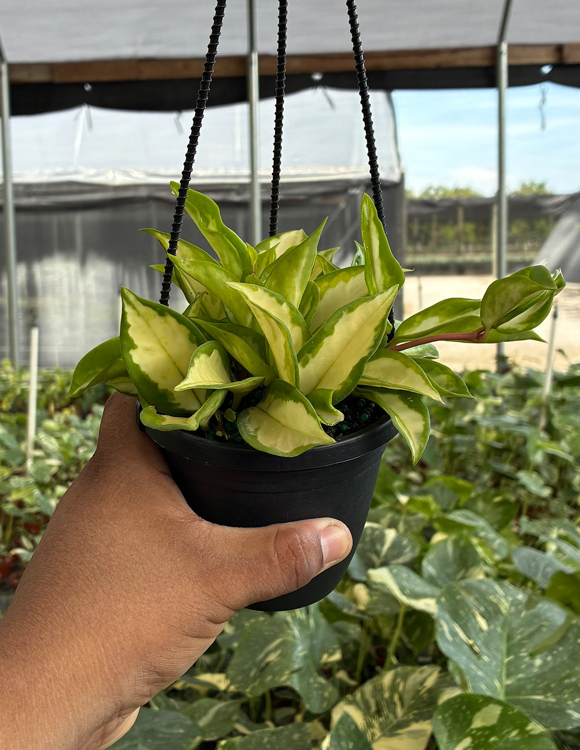 Hoya Carnosa Tricolor