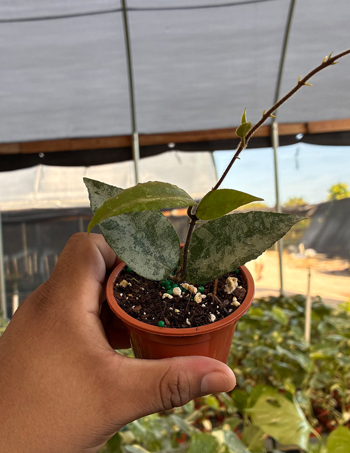 Hoya Caudata Sumatra Silver Splash