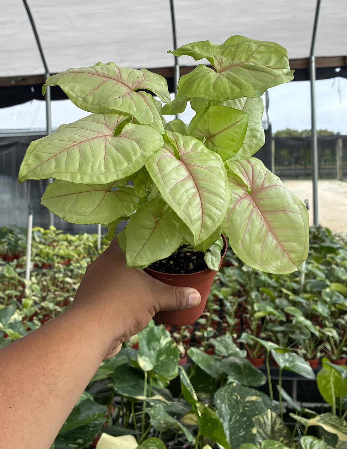 Syngonium Chiffon Allusion