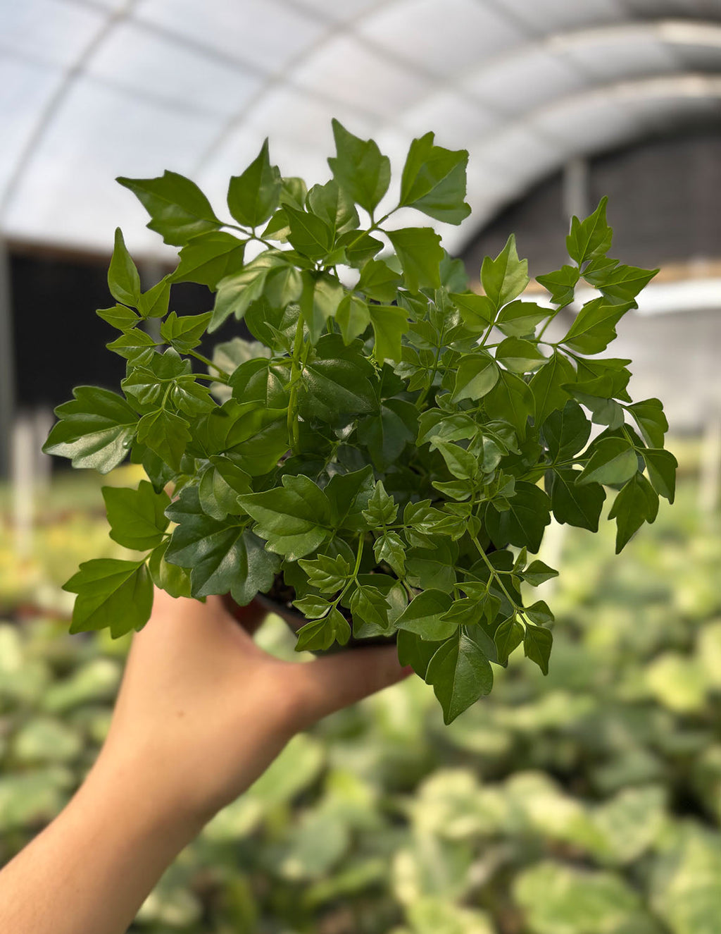 China Doll Plant