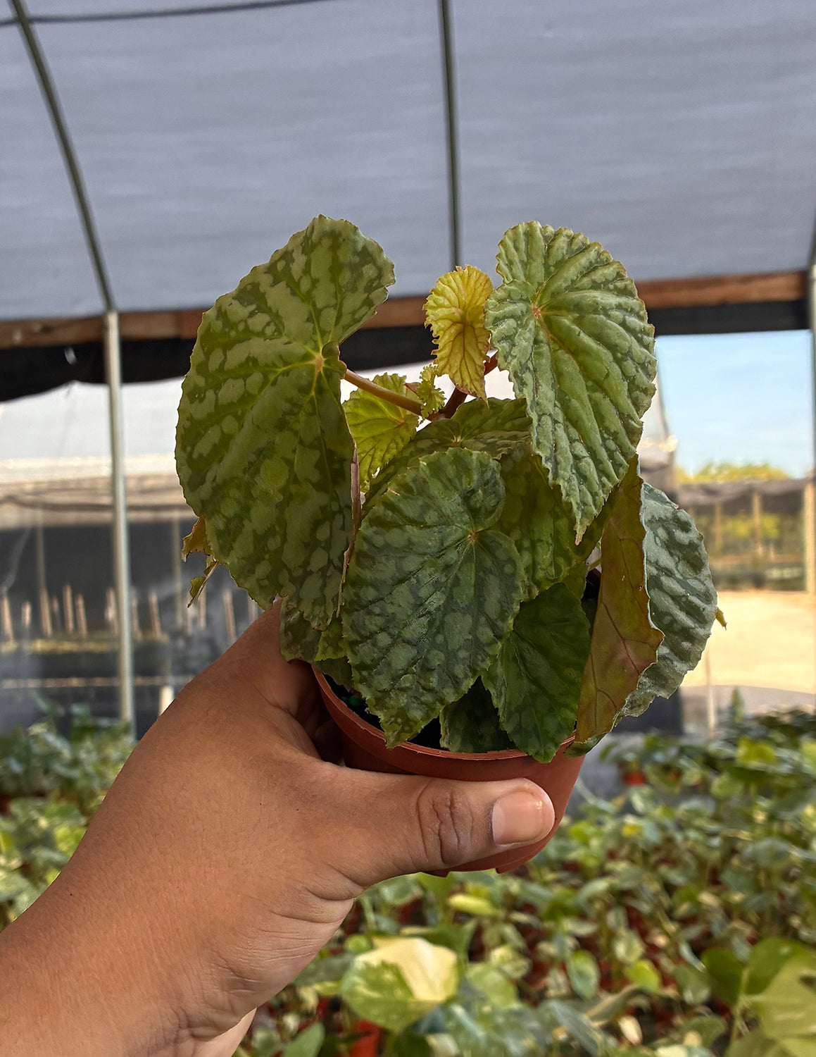 Begonia Chlorosticta