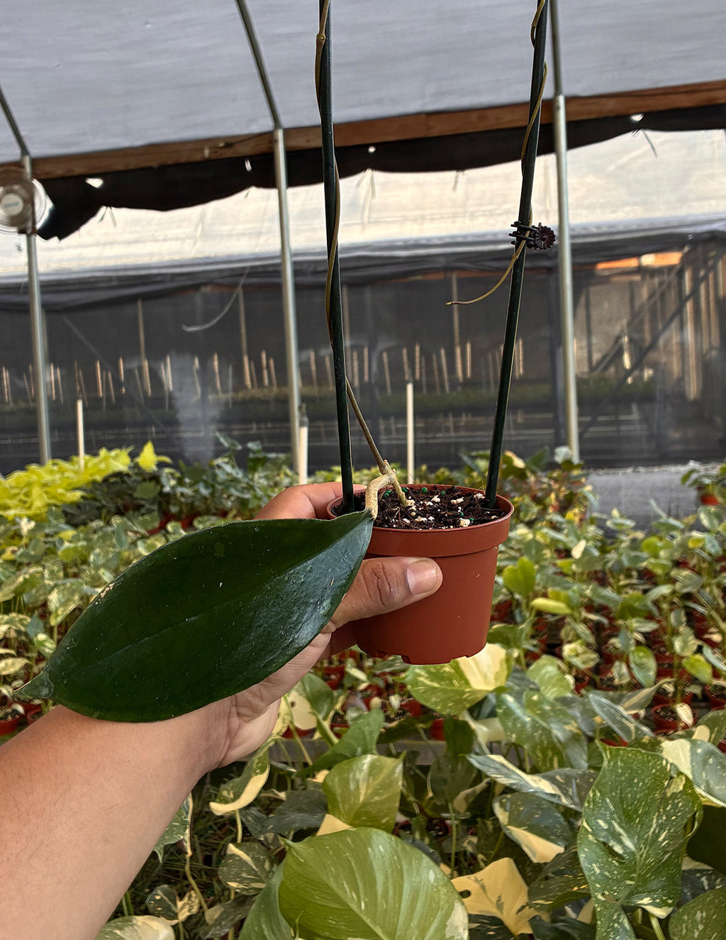 Hoya Cikidang