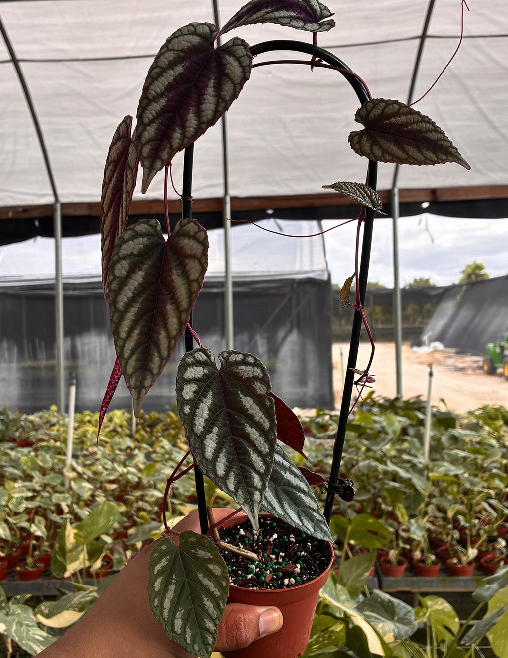 Cissus Discolor