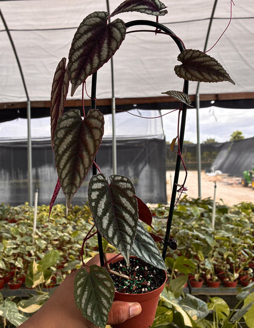 Cissus Discolor
