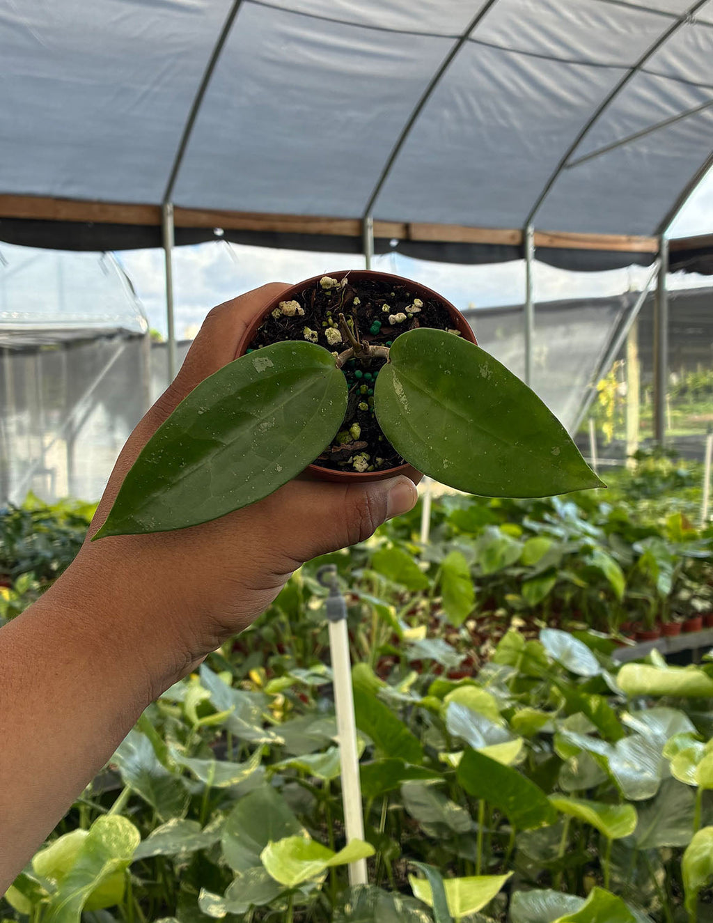 Hoya MB 1173-417 Cotton Candy