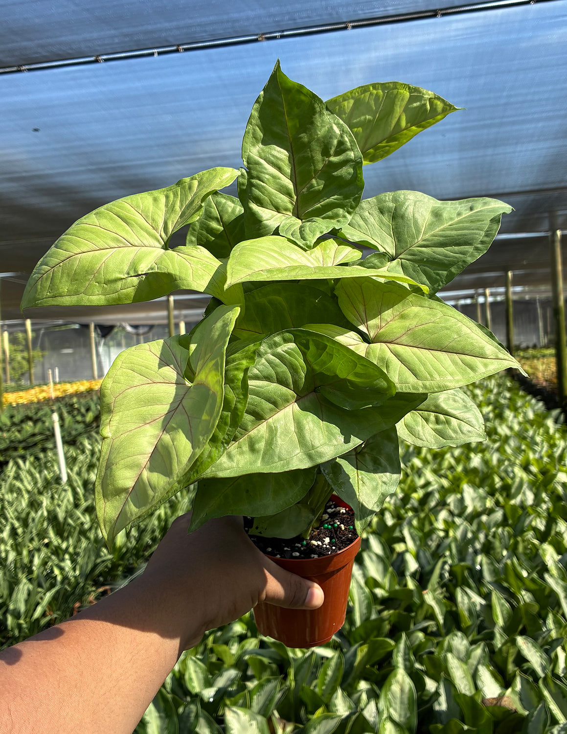Syngonium Cream Allusion