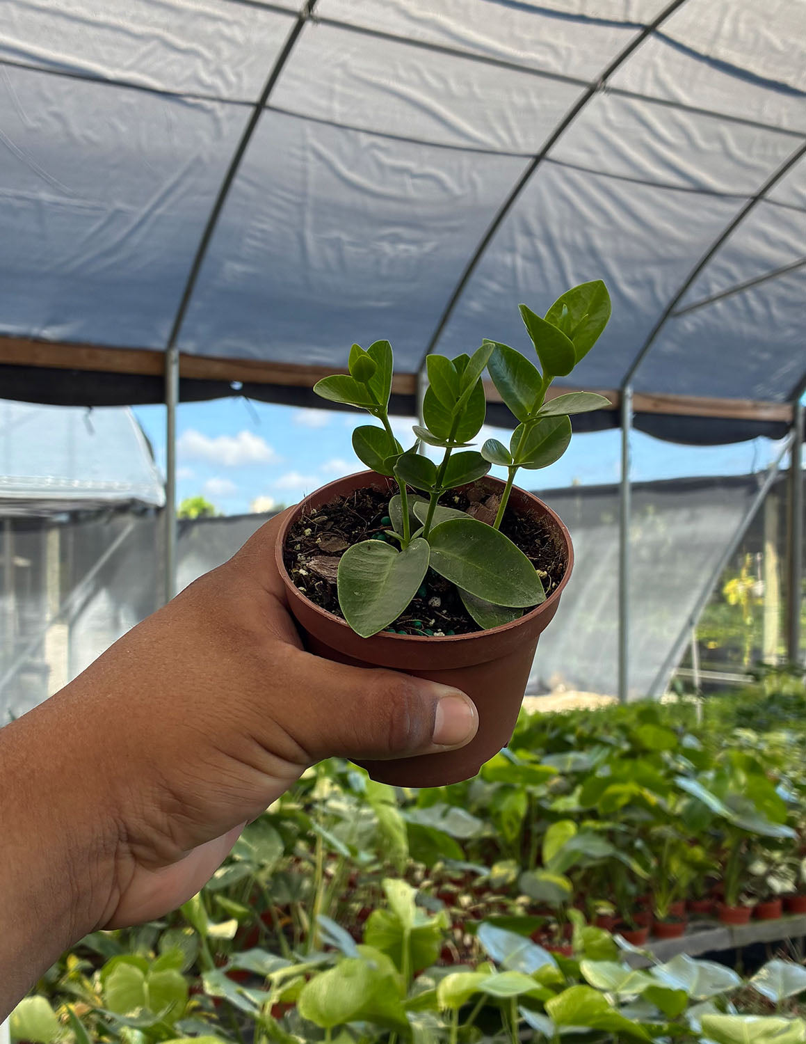 Hoya Cummingiana