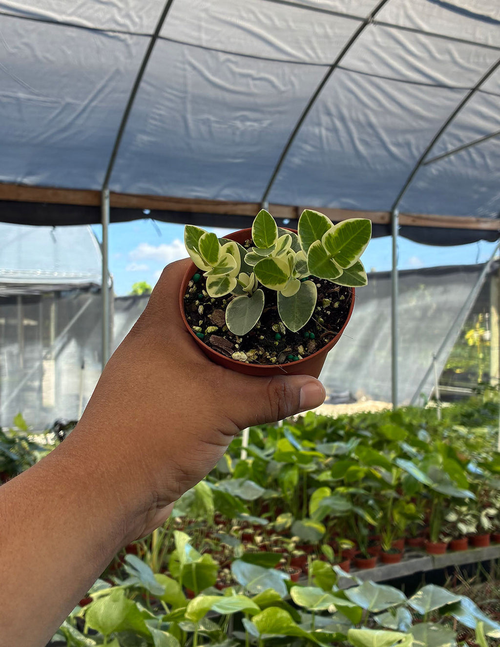 Hoya Cummingiana Albomarginata