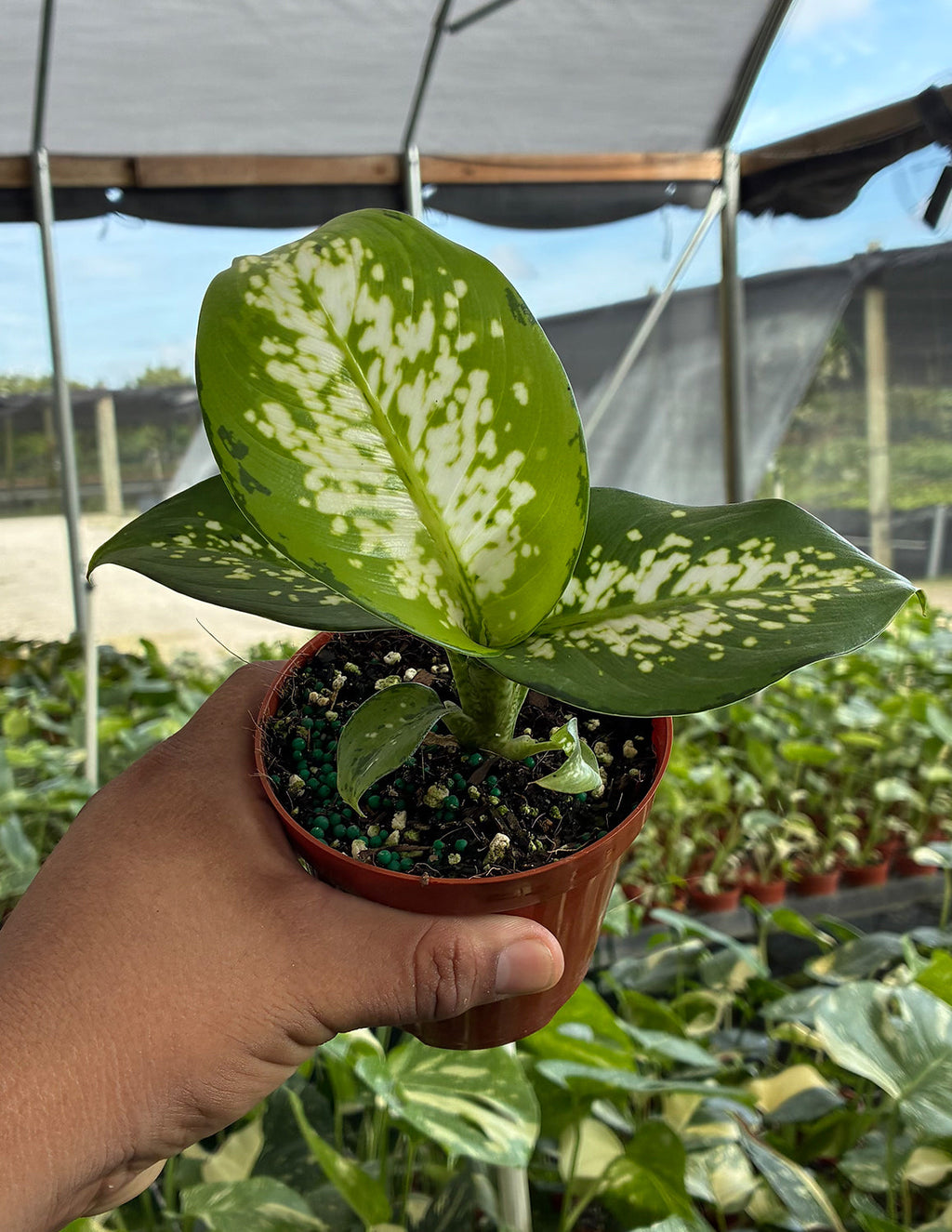 Dieffenbachia Delilah