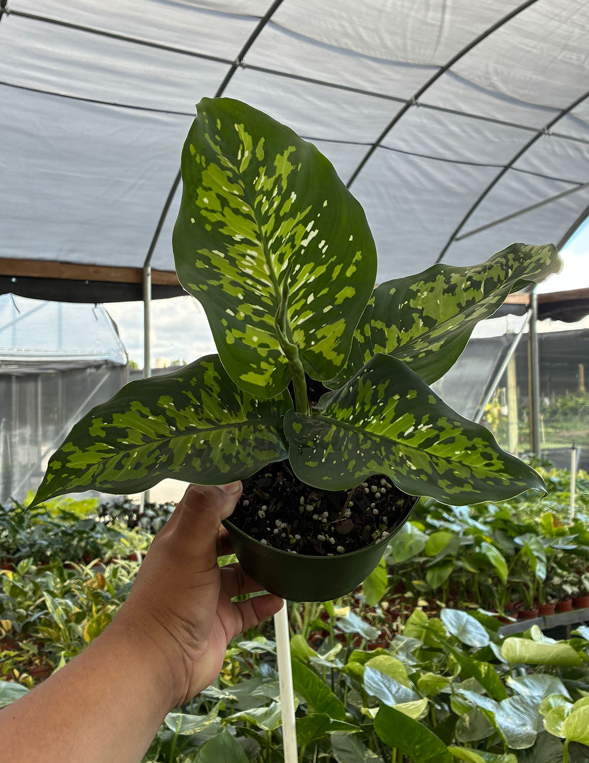 Dieffenbachia Military