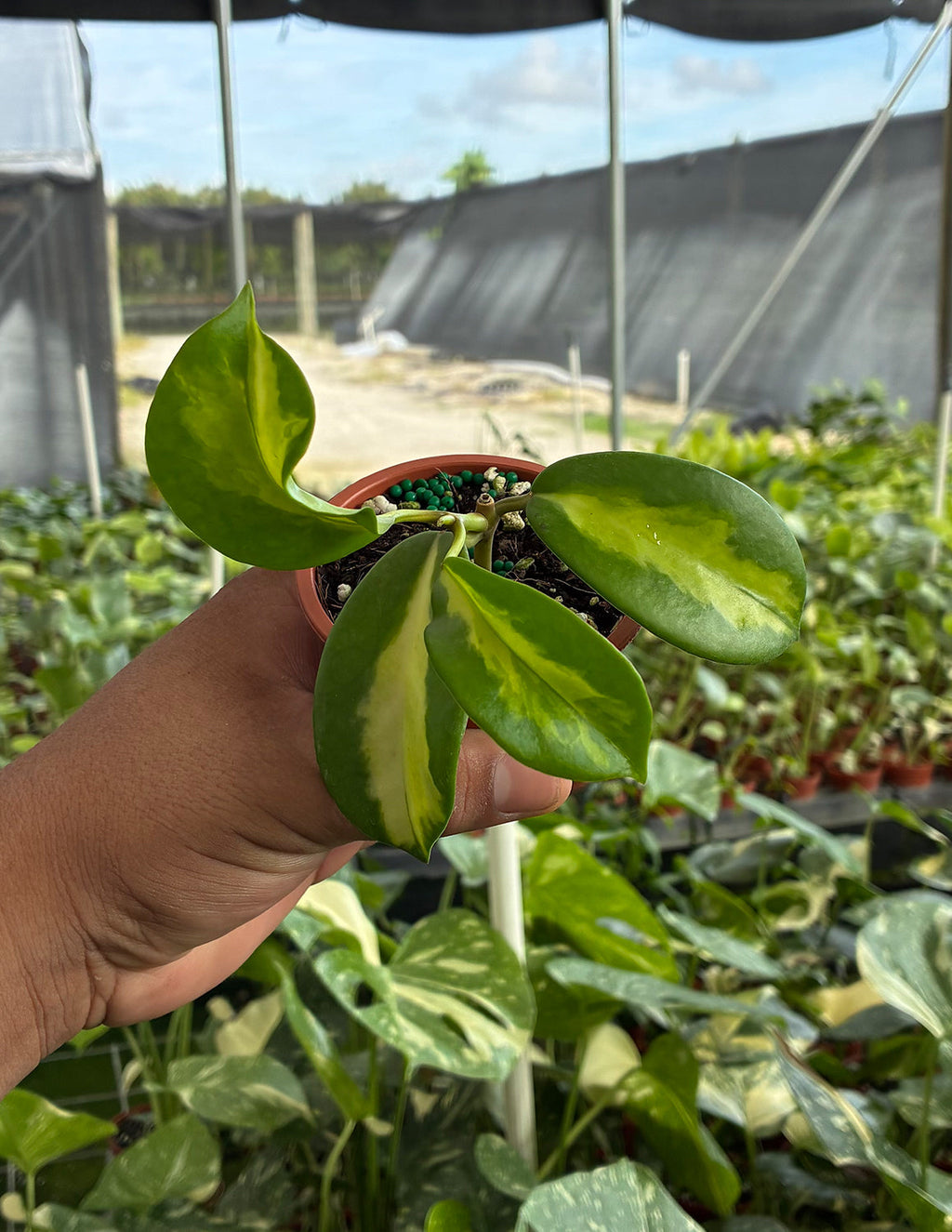 Hoya Diversifolia Maharani