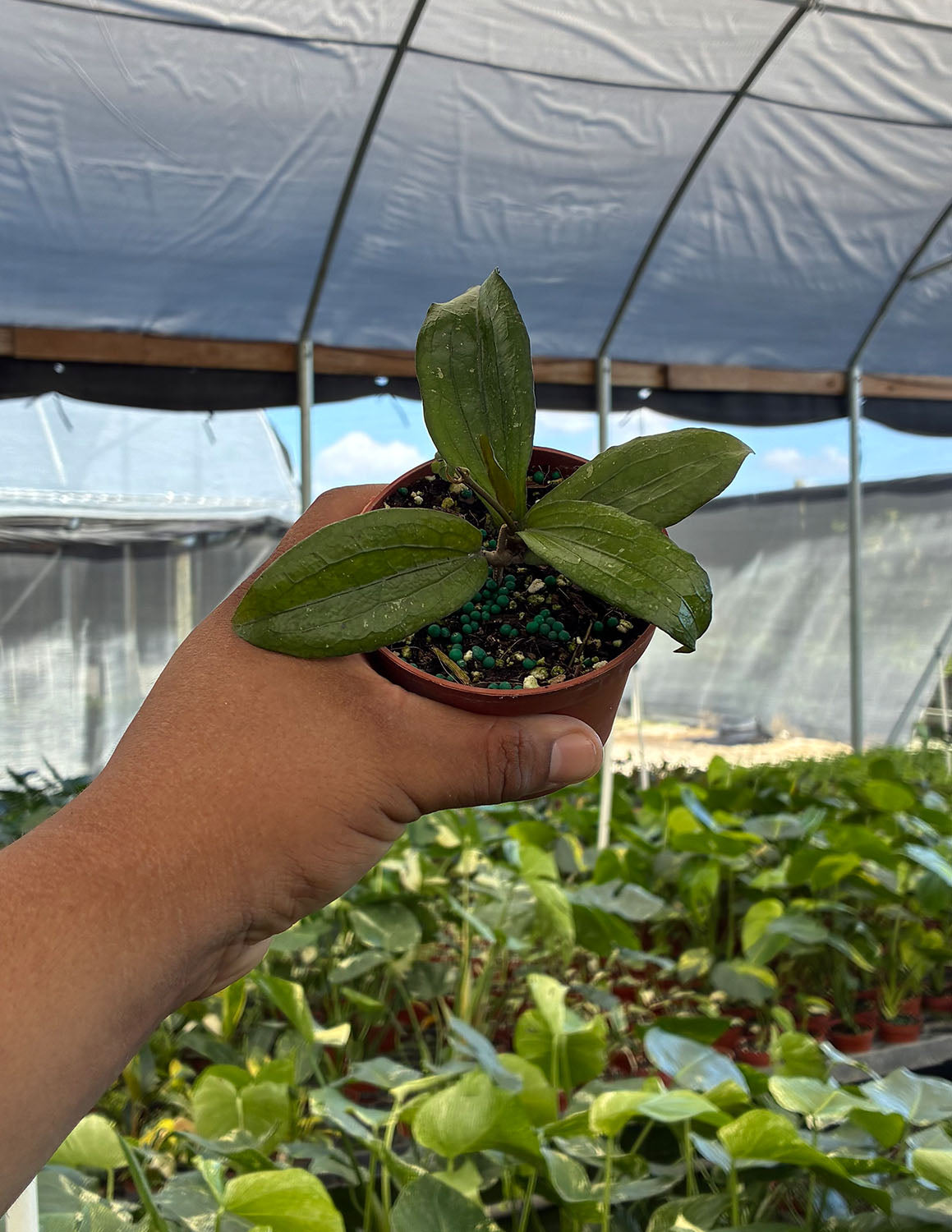 Hoya Erythrina