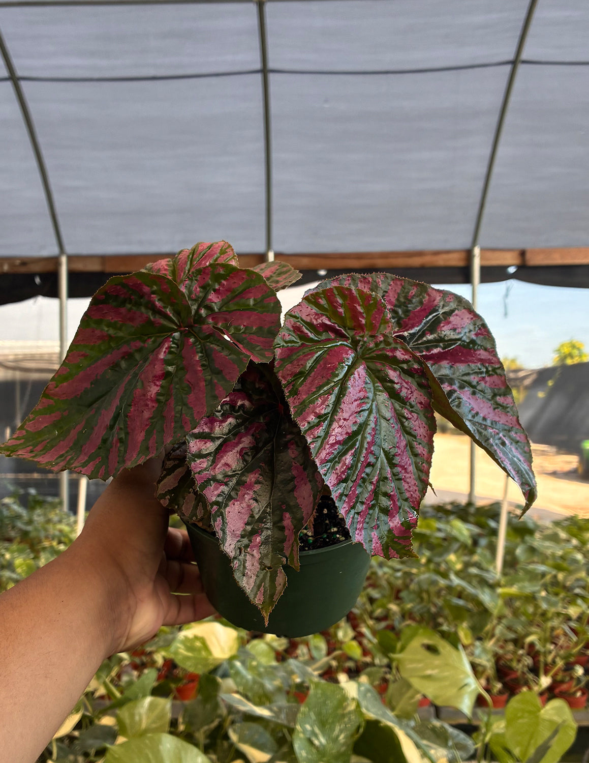 Begonia Brevirimosa Exotica