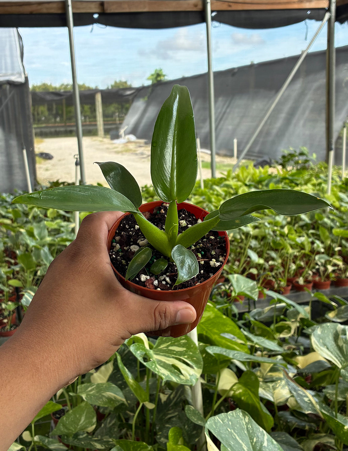 Philodendron Fat Boy