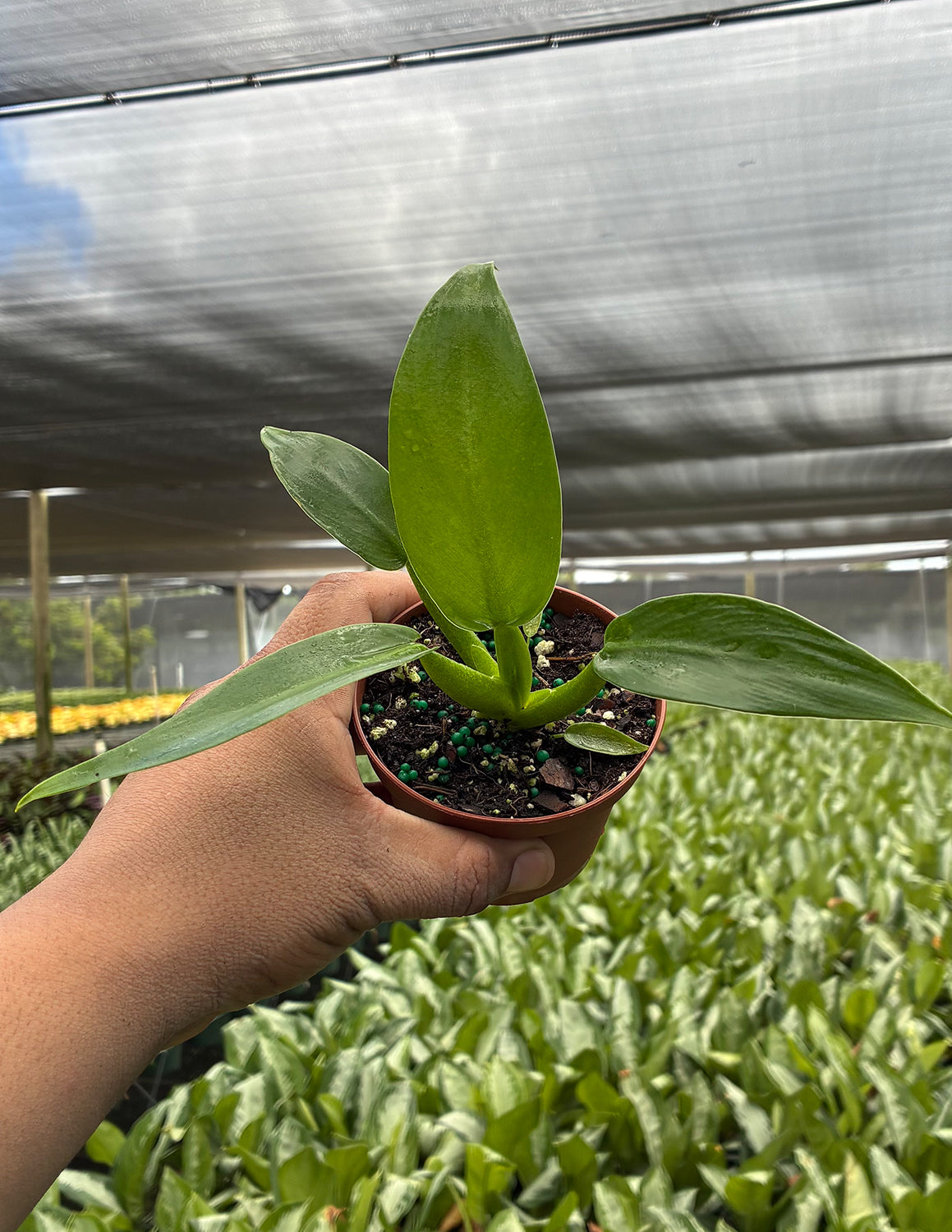 Philodendron Fat Boy
