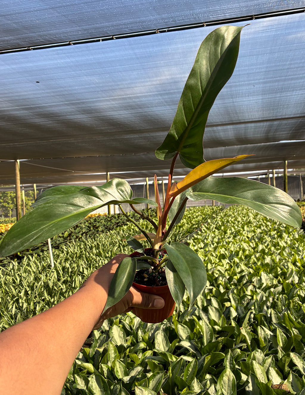 Philodendron Florida Bronze