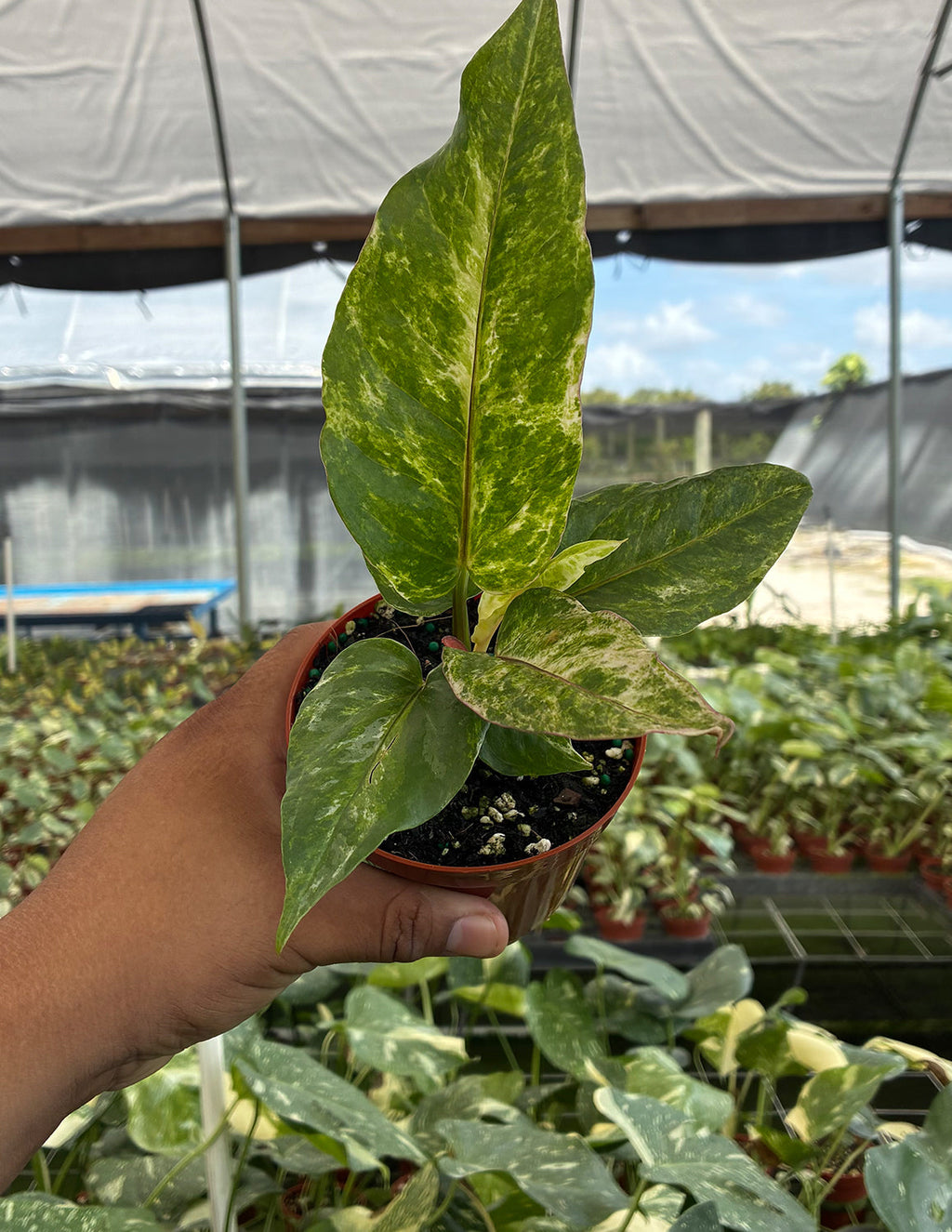 Anthurium Hookeri Variegated