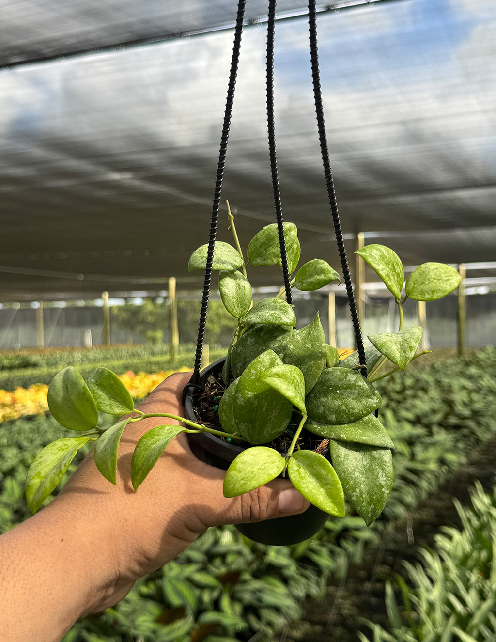 Hoya Collina NOID