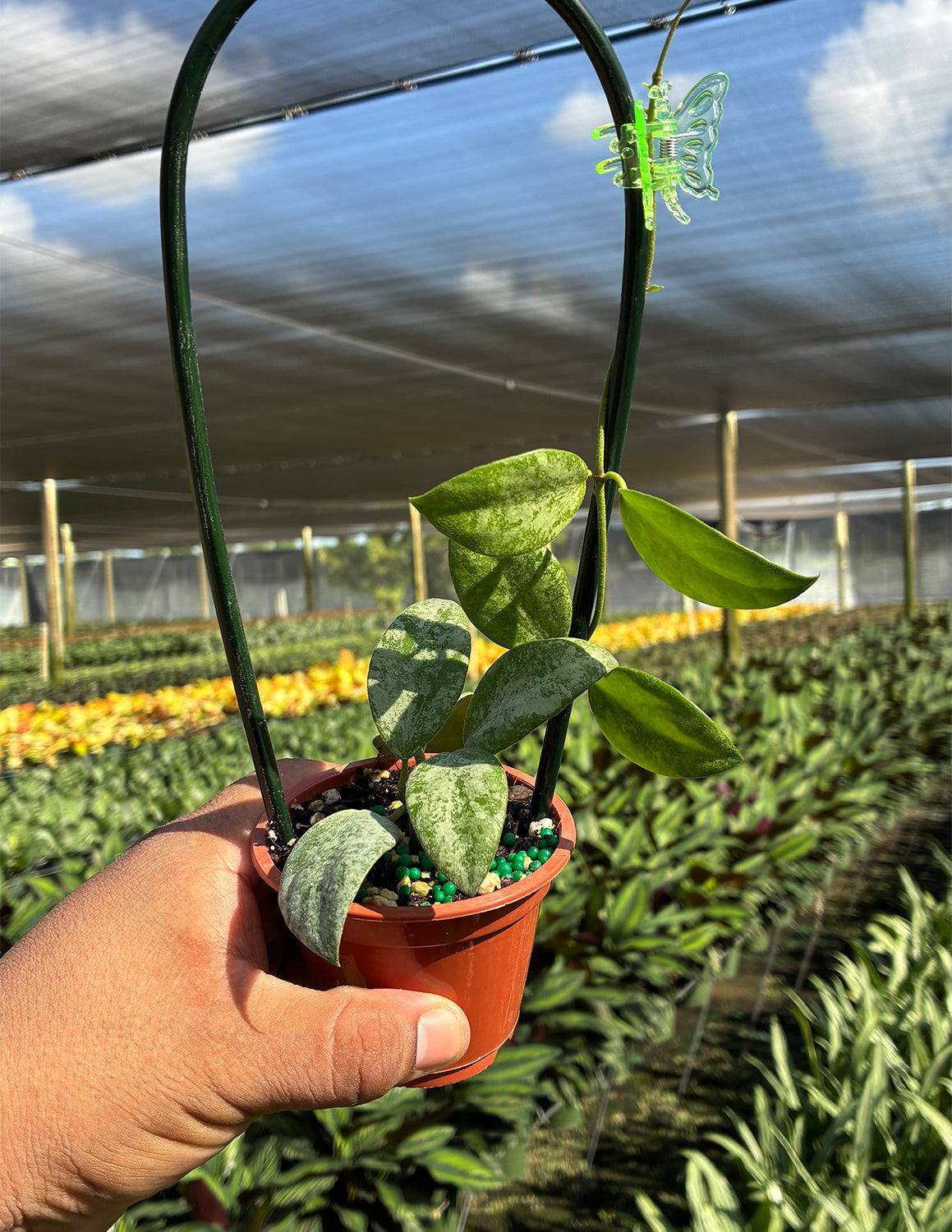 Hoya Collina NOID