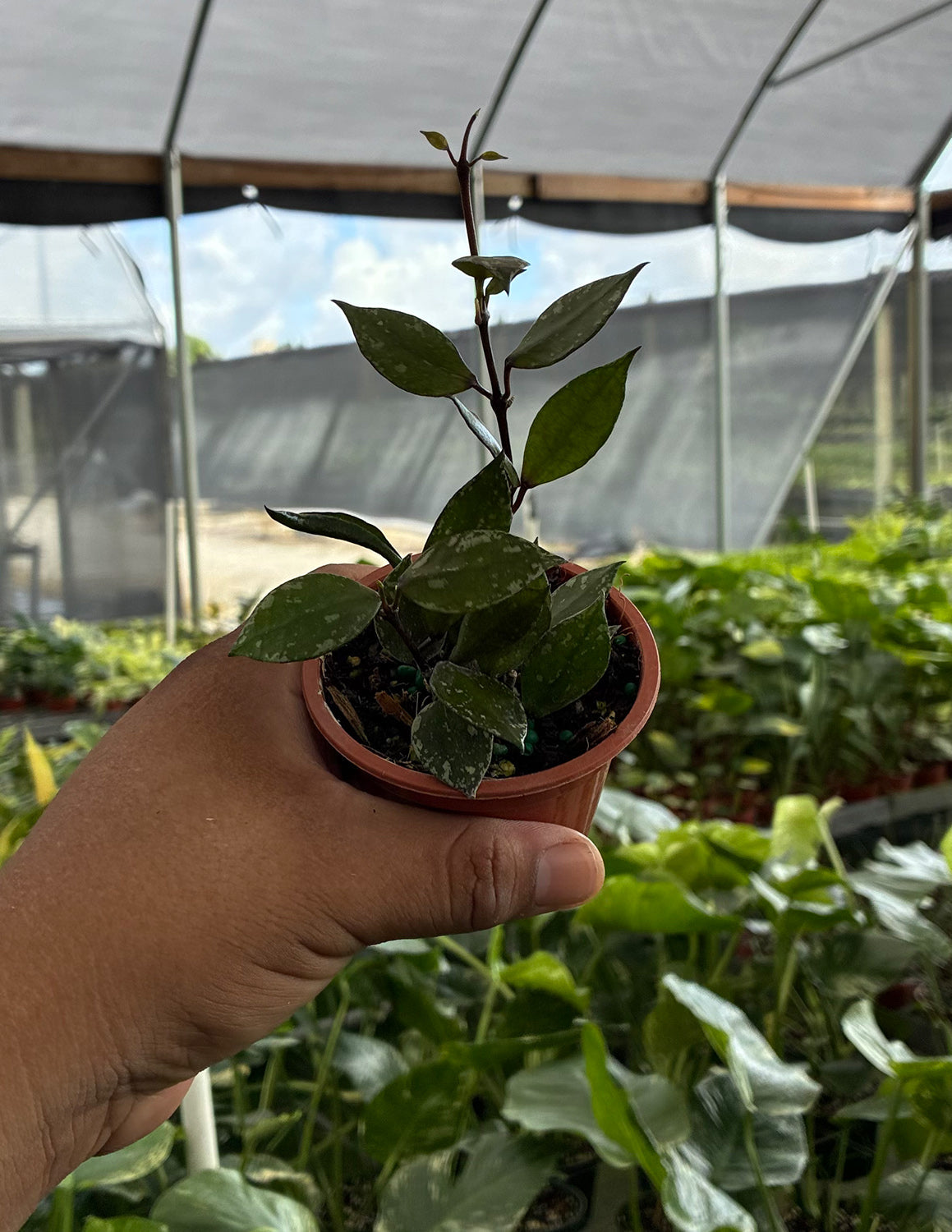 Hoya Krohniana Black Splash