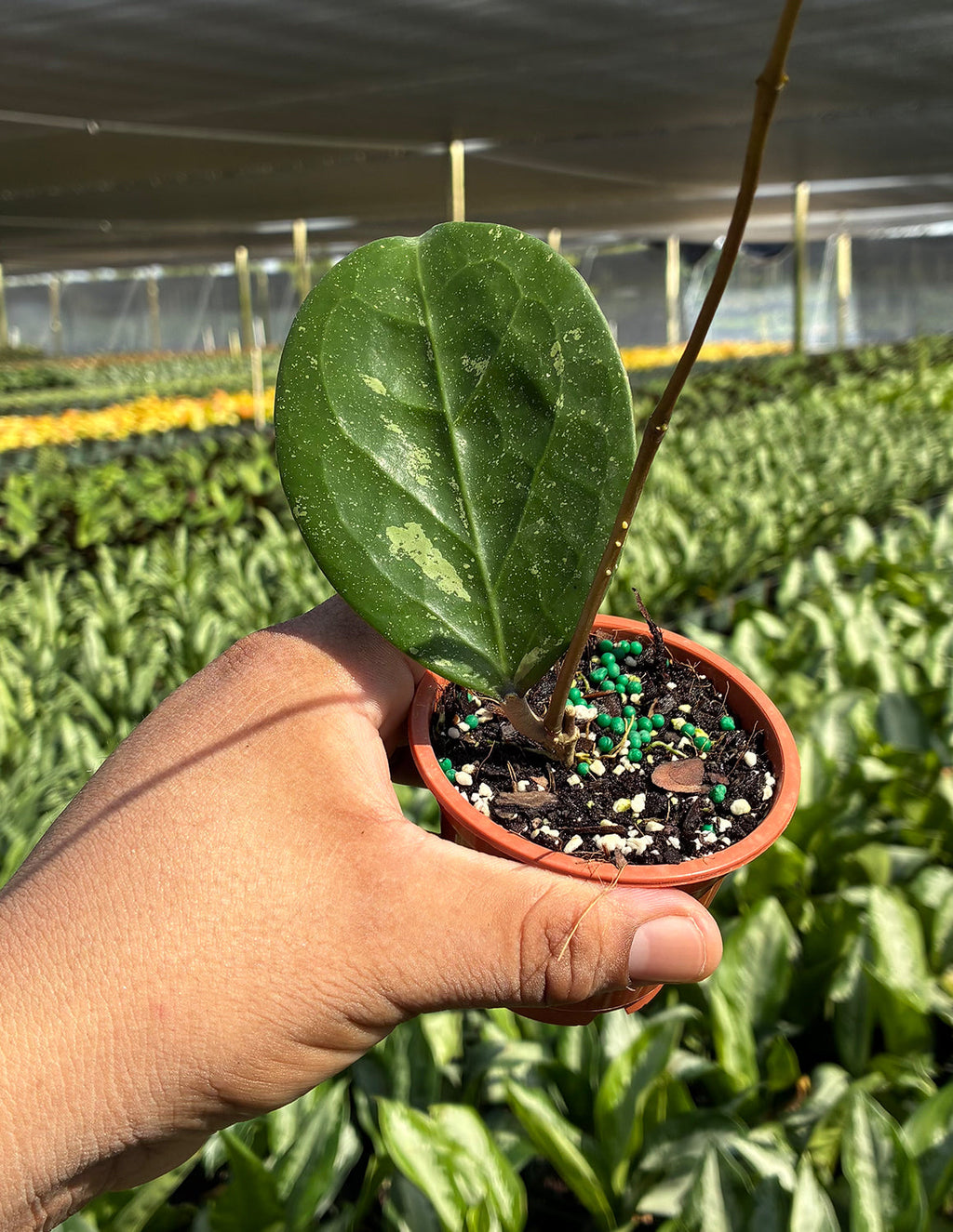 Hoya Michele