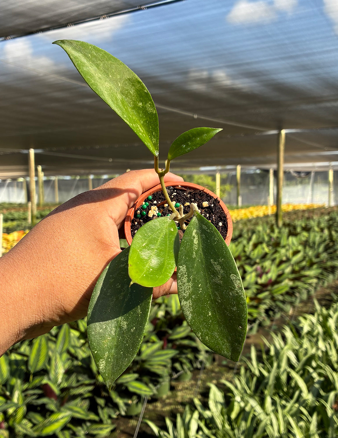 Hoya RHM 2413 Callistophylla New Clone x Unknown