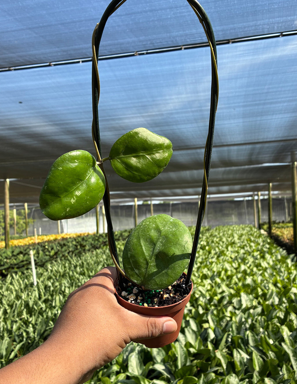Hoya Ricardo