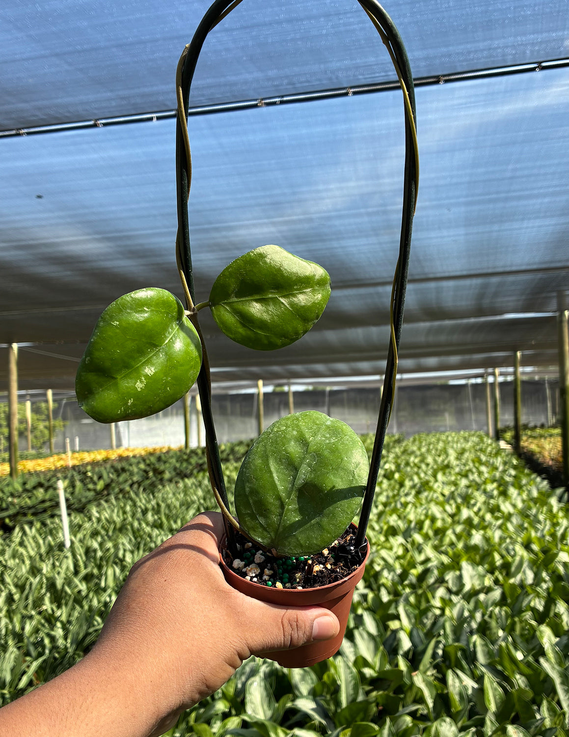 Hoya Ricardo