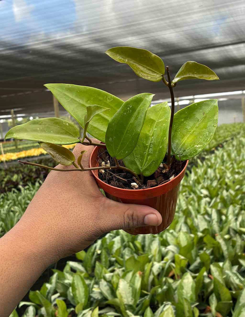 Hoya Rigida